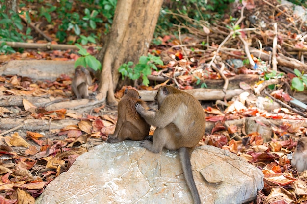 Little monkey cubs life on a tropical island.