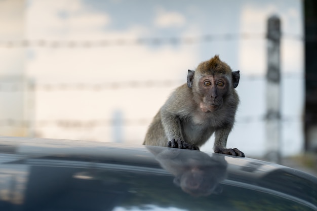 Little Monkey klim op dak auto