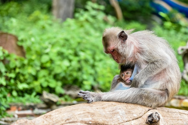 Little monkey in the mother embrace.