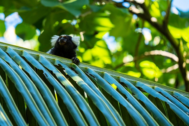 Little monkey in palm leaf with other trees in the background