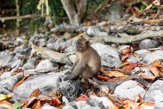 Little monkey on a tropical island with its natural environment.