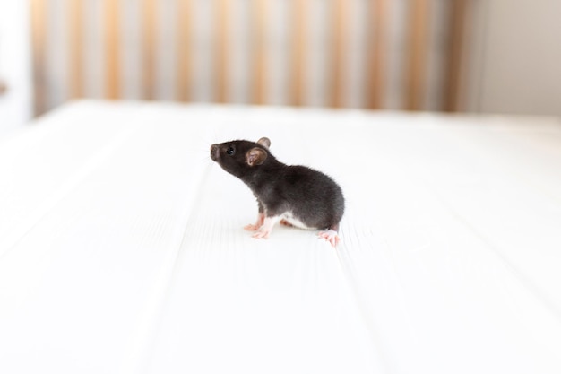 Little mouse on a white wooden table