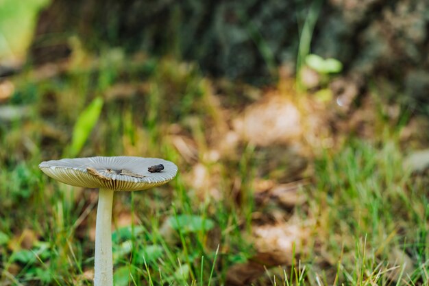 Little mushroom in the grass