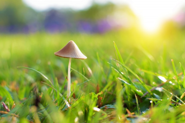 Little Mushroom on Grass