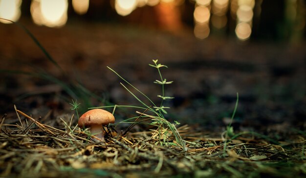 Little mushroom with a red cap on a green forest bokeh background.