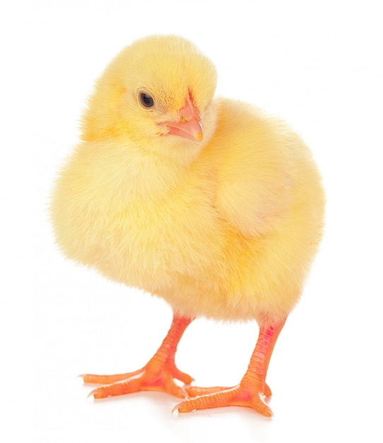 little newborn chickens isolated on white background