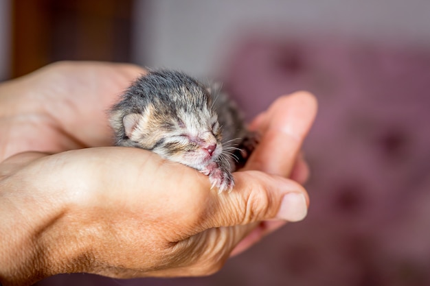 Маленький новорожденный котенок в руках женщины