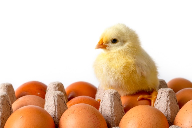 Little newborn yellow chicken standing near egg