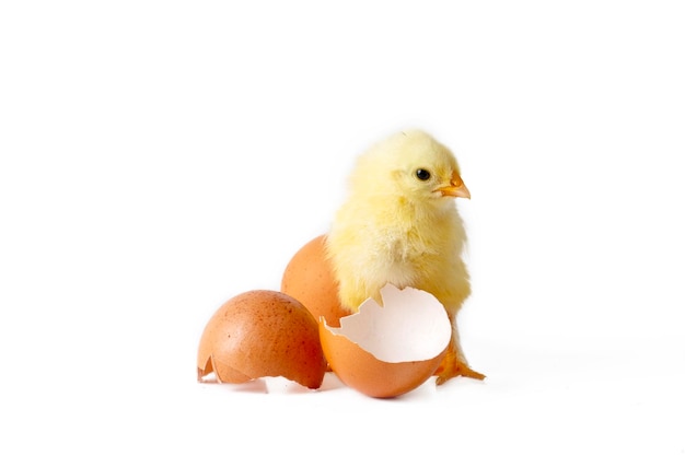 写真 卵の近くに立っている小さな生まれたばかりの黄色い鶏