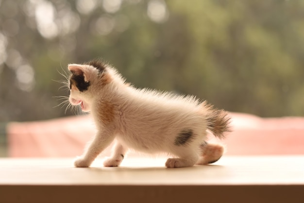 Little one month old kitten meowing at home