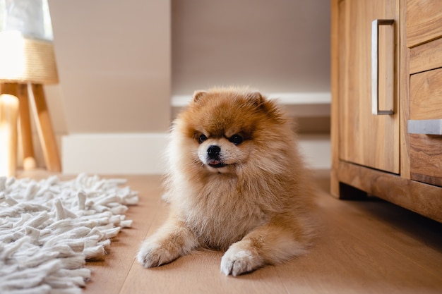 Little Orange Pomeranian puppy dog lying on the wooden floor on a sunny day in a modern interior design room.