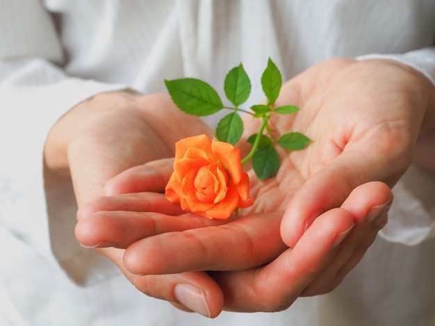 A little orange rose on a woman's palm