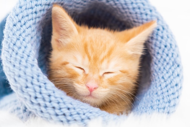 Little orange tabby kitten sleeps in a knitted blue hat soft and cozy christmas home comfort