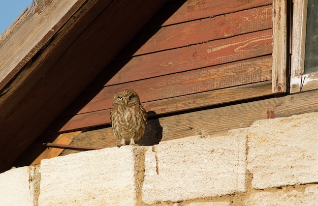 Little owl Athene noctua Bird closeup sitting under the roof of the house