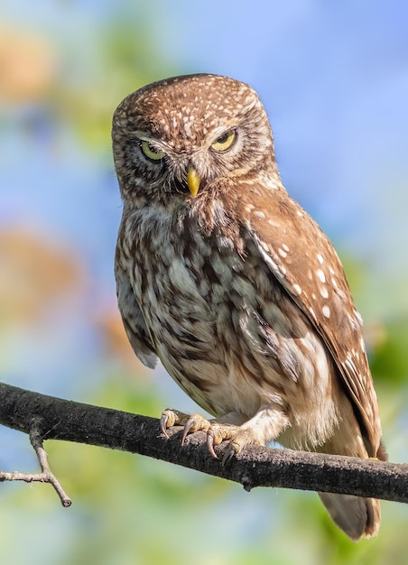 Little owl Athene noctua A bird sits on a branch and looks menacingly