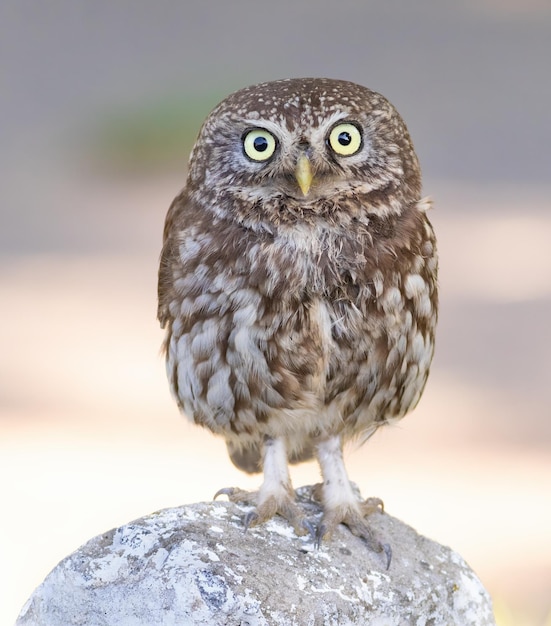Little owl Athene noctua A bird stands on a rock and looks into the lens taken closeup