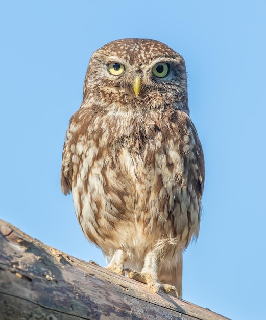 Little owl Athene noctua A bird stands on the roof of a house against the sky