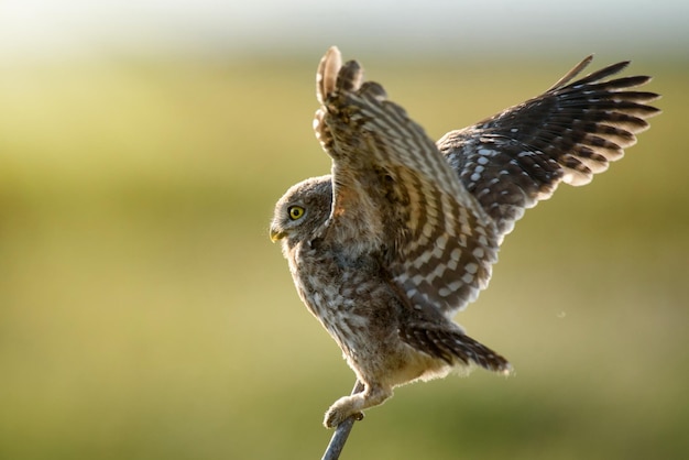 The little owl Athene noctua is on the stone on a beautiful background