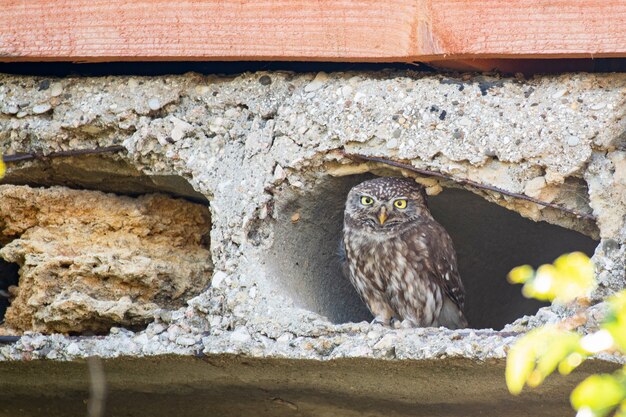 Little owl, Athene noctua, looks out of the hole in the concrete slab