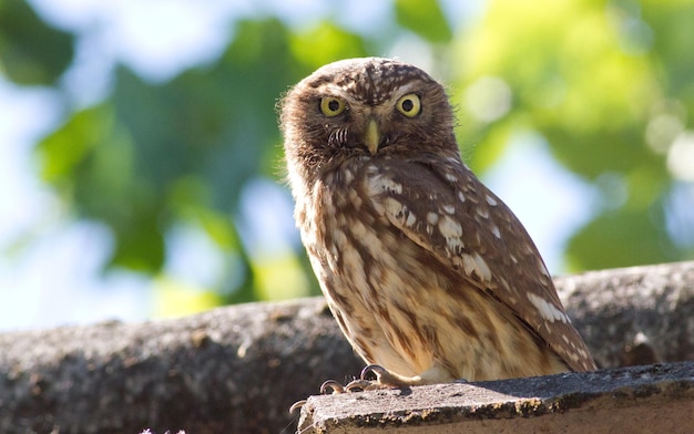 Little owl Athene noctua Owl sits on the roof of the house on a background of green tree