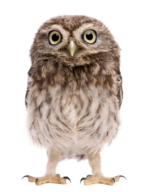 Photo little owl athene noctua, standing