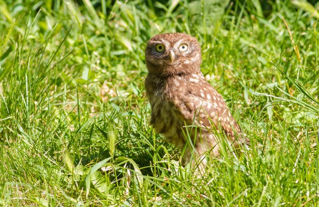 Civetta athene noctua un uccellino ha recentemente lasciato il nido il pulcino è seduto sull'erba