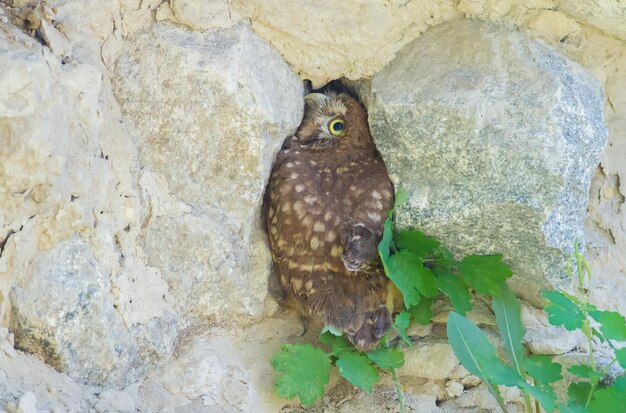 Little Owl Athene noctua A young bird recently left the nest Chick tries to hide among the stones