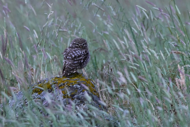 Little owl Athene noctua