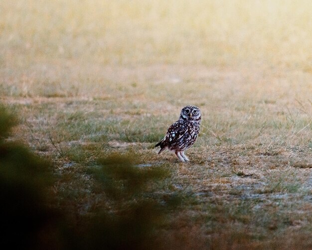 Photo little owl on the ground on a summer evening