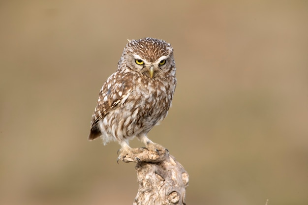 Little owl in his favorite watchtower with the last evening lights