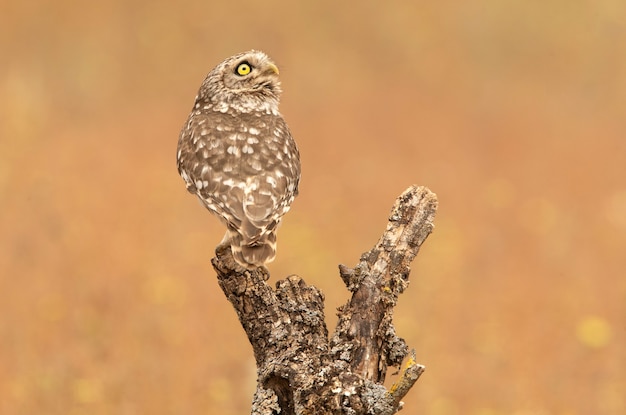 Little owl at its favorite perch in an oak forest with the last lights of the day