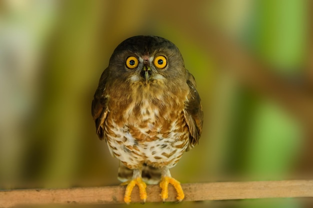 Little Owl in nature habitat Yellow big eye Owl in the forest