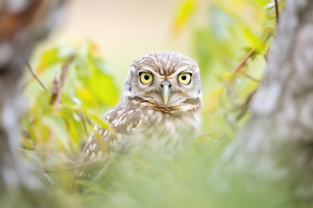 Photo little owl in olive tree nitch at noon