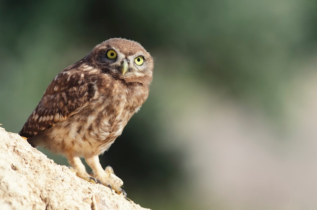 立って、美しい背景の上のカメラを見ている小さなフクロウ。