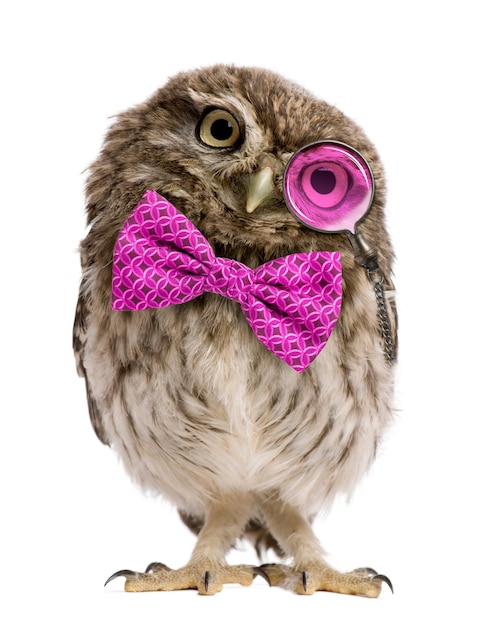 Little Owl with a bow tie standing in front of a white background