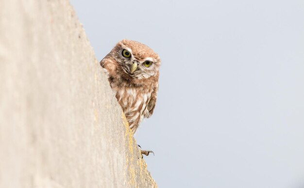 little owl