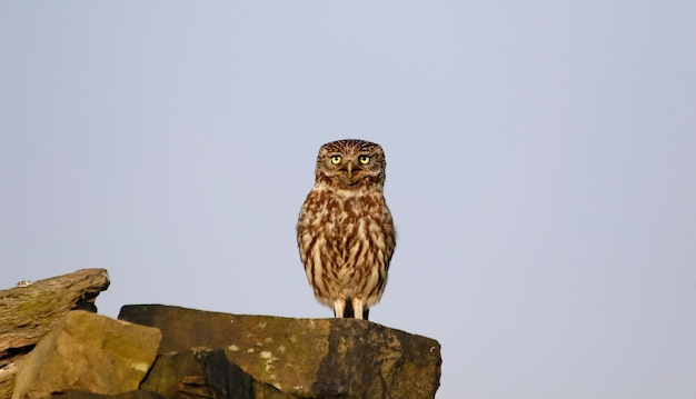 夕方の日差しを楽しむ小さなフクロウ