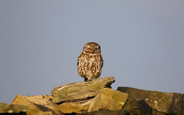 Little owls enjoying some evening sunshine