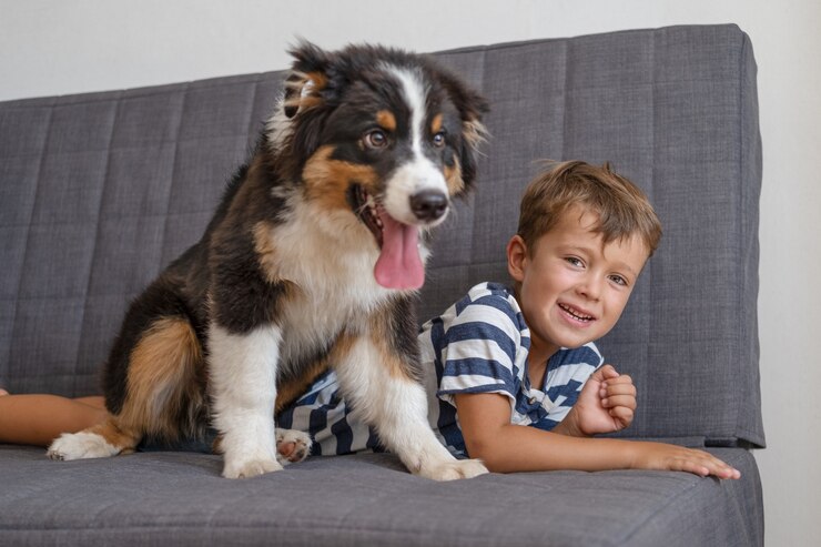 小さな飼い主の幸せな少年は、ソファにオーストラリアンシェパードの子犬の犬と一緒に横になります。 3色。