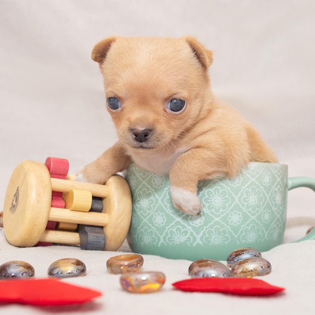 小さな青白いチワワの子犬がティーカップに座っています 高画質の写真