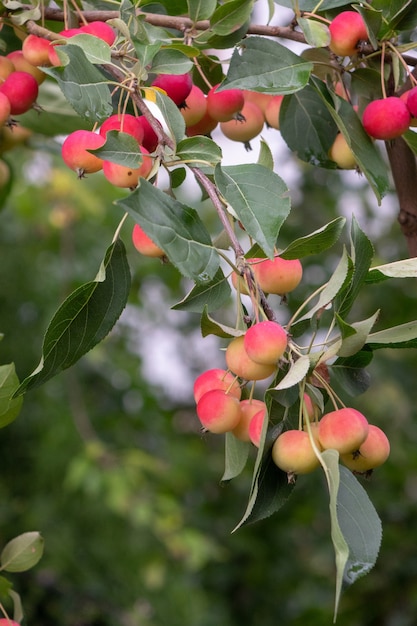 Маленькие райские яблоки на ветке в саду, время сбора урожая. Экологичный полезный продукт.