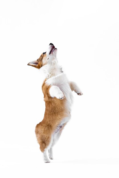 Photo little pembroke welsh corgi puppy jumping isolated on white background happy little dog concept of care animal life health show dog breed