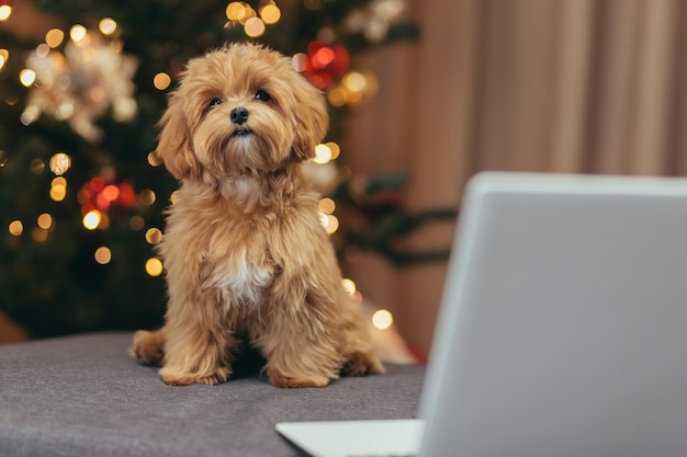 クリスマスの夜にクリスマス ツリーの近くでマルプー プードルと小さなペットの犬 balona を見て、