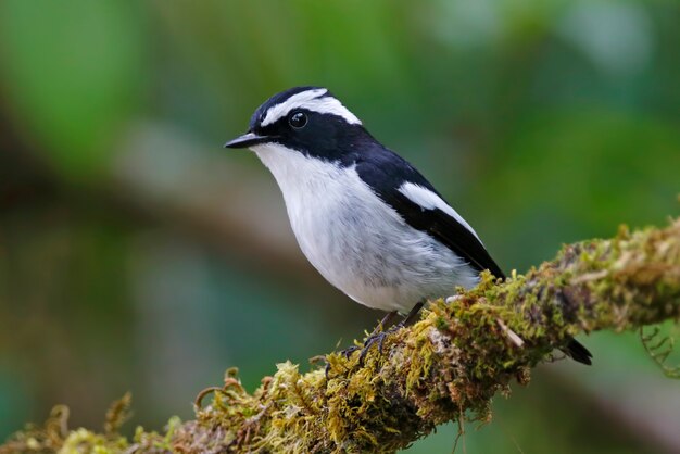 태국의 작은 얼룩 덜 룩 한 Flycatcher Ficedula westermanni 아름다운 남성 조류