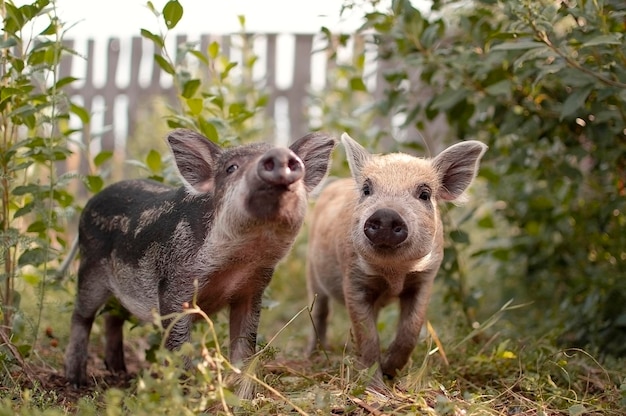 Little piglets in a pasture at a remote livestock station dwarf\
pig pig face and eyes wild piglets in the zoo the concept of funny\
animals postcards