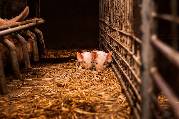 Little pigs laying on hay and straw in barn