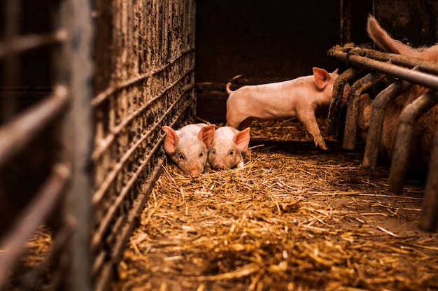 Little pigs laying on hay and straw in barn