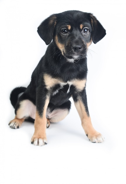 Little pincher puppy isolated