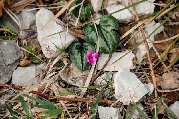 岩と緑の葉の間に小さなピンクの花が咲いています。春を迎える、自然の中での新しい命。