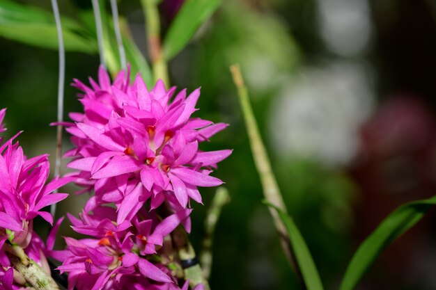 タイの小さなピンクの蘭の花